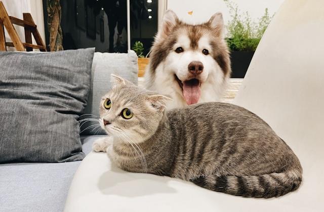 cat and dog